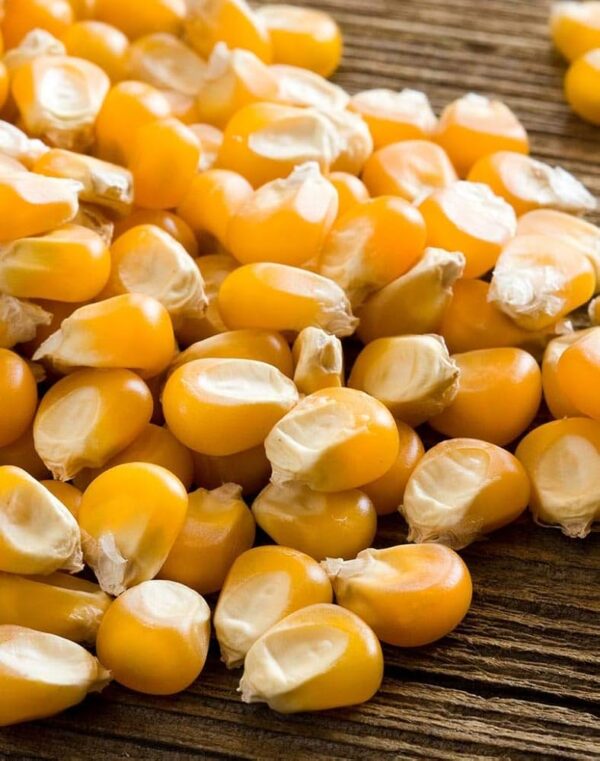 MAKAI POP CORN (500GM)