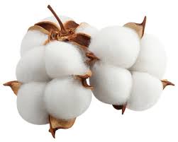 COTTON